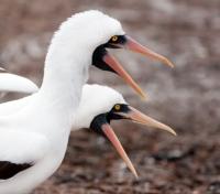 Masked Boobys